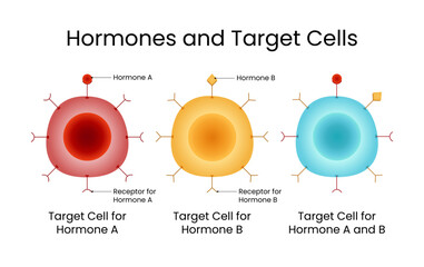 Types of Hormones and Target Cells