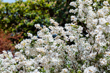 apple blossom in the garden spring time - Image