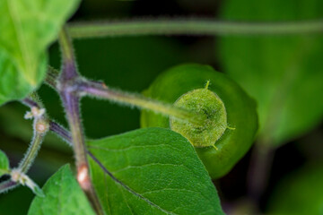 A view to my chili plants with colorful fruits close before autumn harvest period 