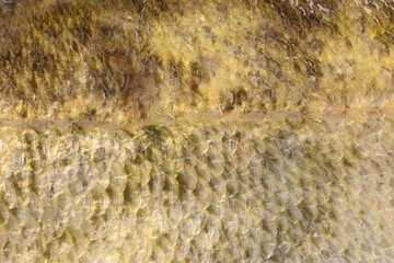 Close-up of pike perch. Perch skin. Zander river fish. Pike perch fish isolated on white.