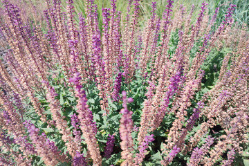 Fototapeta premium Pink salvia flowers. Salvia nemorosa 'Pink Beauty' (Pink Balkan Clary)