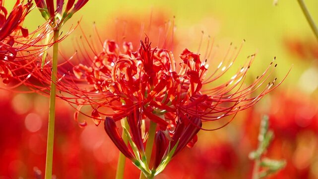 red spider lily and rice paddies, autumn scenery