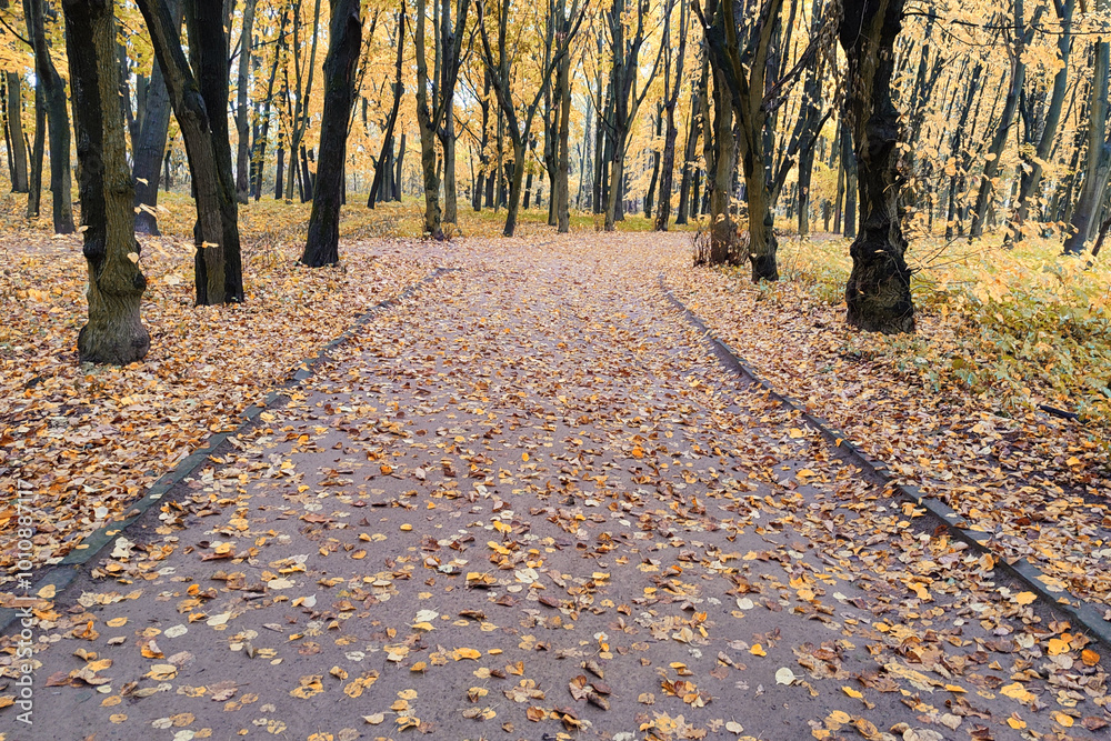 Wall mural road in the old park as nice autumn background.