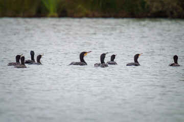 Fototapeta premium a group of great cormorant , phalacrocorax carbo, swimming in a pond at a rainy autumn day