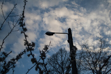 silhouette of a tree