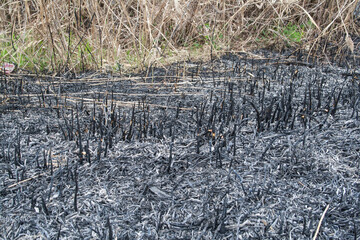 burnt grass in the meadow