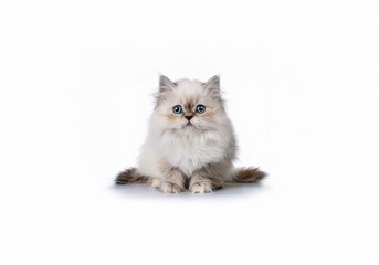 A small, fluffy white kitten with blue eyes sits isolated against a white background.