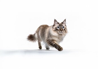 Fototapeta premium A longhaired cat with blue eyes walks across a white surface.