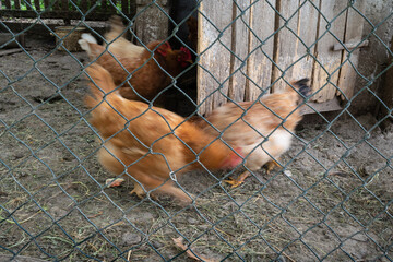 Hens walk in hen coop with motion blur © slobodan