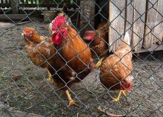 Rooster with hens in hen coop © slobodan
