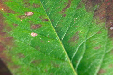 Close-up of part of the midrib of a leaf in early autumn.