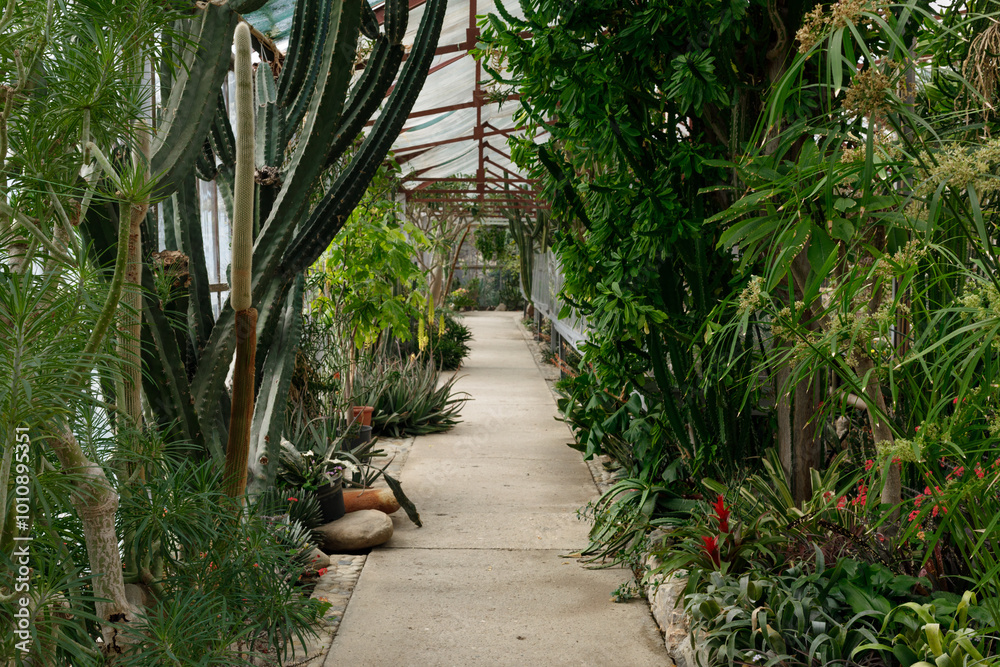 Wall mural large indoor cactus greenhouse - image