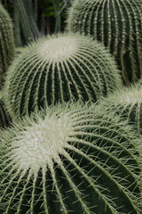 large round cacti in the greenhouse - Image