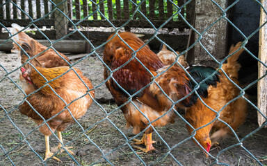 Rooster with hens fixing feathers in hen coop © slobodan