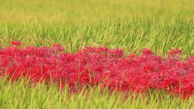 red spider lily and rice paddies, autumn scenery