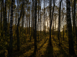 Birch grove with golden leaves in golden autumn, illuminated by the sun at sunset or dawn.