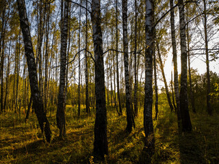 Fototapeta premium Birch grove with golden leaves in golden autumn, illuminated by the sun at sunset or dawn.