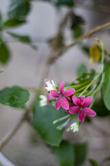 Picture of beautiful flowers 