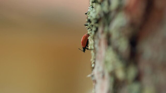Orange leaf beetle on tree lichen smelling the air with its antennae