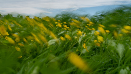 Messy landscape of wildflowers swaying in wind, motion blur