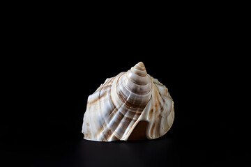 sea shell isolated on black