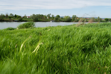Obraz premium Grass in motion blur due strong wind on riverbank, windy day by river