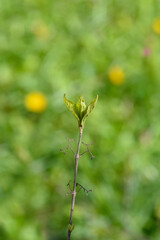 Purple Beautyberry new leaves