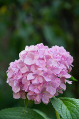 pink hydrangea with water drops