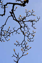 Magnolia tree branch with buds