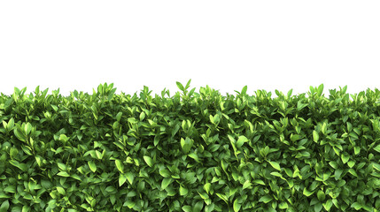 Tall trimmed green hedge fence  isolated on transparent background, , clipping paths for design and decoration