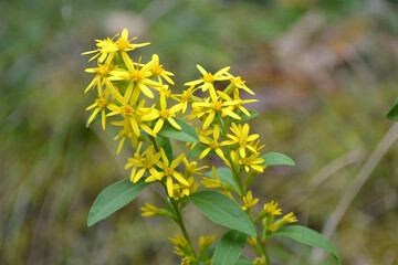 アキノキリンソウ