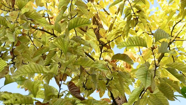Yellow leaves sway in the wind. Autumn background, autumn atmosphere.
