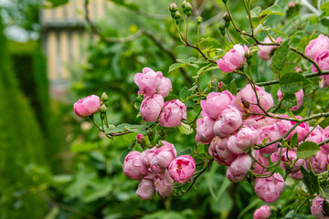 rosa blütenknospen einer englischen Rose
