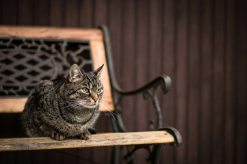 Cute tabby cat sitting on a wooden bench and looking to the right. Outside with wooden background