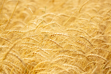 Wheat field on a sunny day. Grain farming, ears of wheat close-up. Agriculture, growing food...