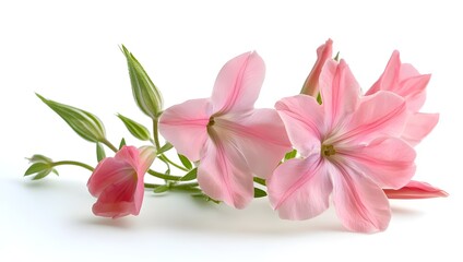 Obraz premium branch of lilac on white