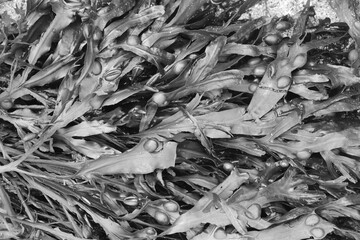 Full frame seaweed on beach in monochrome