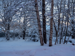 landscape with trees under snow in winter