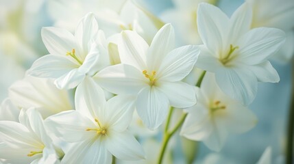 White Flowers in Vase