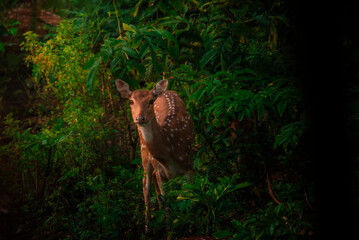 Deer in the forest of West Bengal | Wildlife 