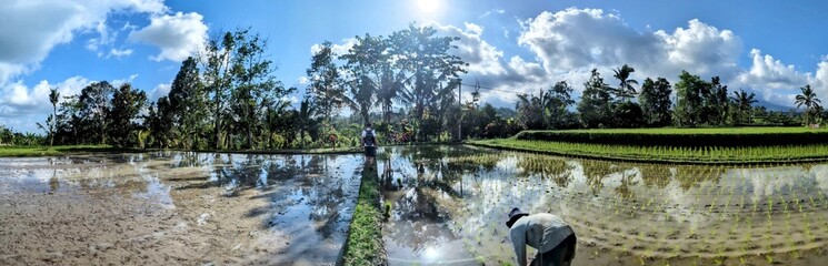 Bali, Indonesia, Rice fields, holiday, tourism