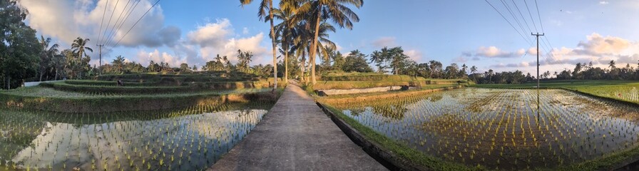 Bali, Indonesia, Rice fields, holiday, tourism