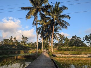Bali, Indonesia, Rice fields, holiday, tourism