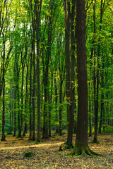 Las liściasty jesienią po południu piękne drzewa piękne kolory