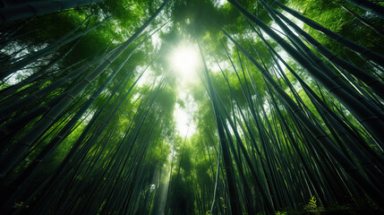 bamboo forest. bamboo forest seen from below.