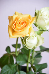 緑と黄色のばら