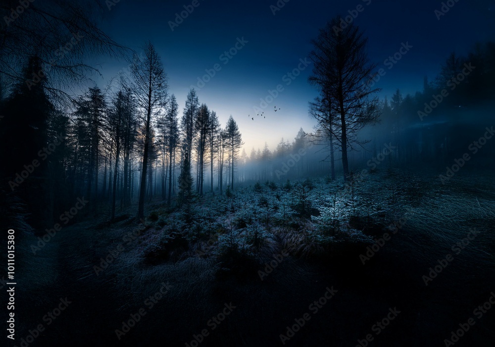 Poster a dark forest, the trees are silhouetted against a twilight sky. the ground is covered with a layer 