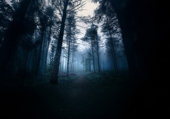 Naklejka premium A dark, mysterious forest path winds through tall trees shrouded in fog.