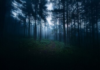 Fototapeta premium A foggy forest path is lit by a faint light as it winds through dense trees.