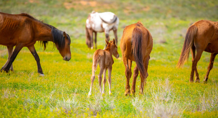 Fototapeta premium A herd of horses graze in the meadow in summer, eat grass, walk and frolic. Pregnant horses and foals, livestock breeding concept.